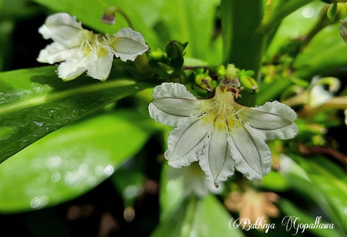 Scaevola taccada (Gaertn.) Roxb.